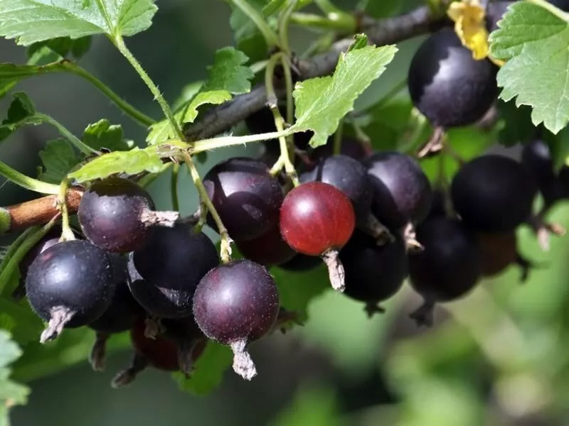 Jostaberry Plant - Dormant Rooted Cutting - Edible Berries - Ribes × nidigrolaria - Zones 3-8