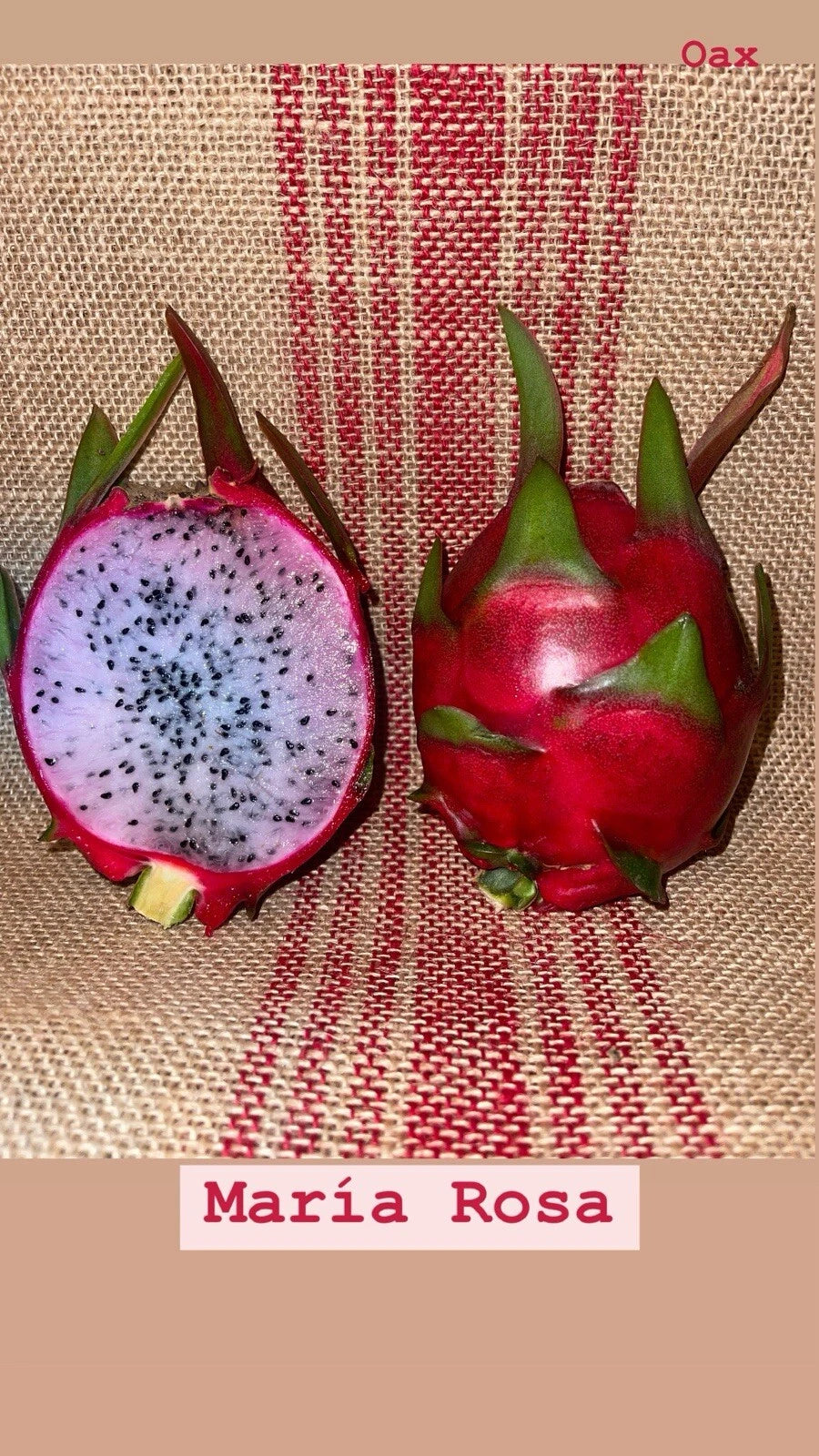 Dragon Fruit Cuttings - Mature “Maria Rosa” Variety - Hylocereus undatus