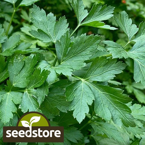 Italian Dark Green Parsley Seeds - Heirloom Non-GMO Variety | Petroselinum crispum