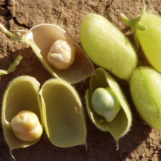 Marvel Chickpea Seeds - 30+ Count - USA Vegetable Seeds for 2025 Planting - Cicer arietinum