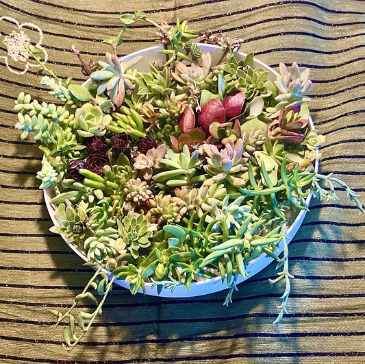 15 Live Succulent Cuttings 1-4” Home Garden Variety - Assorted Succulents for Planting, Indoor/Outdoor Use