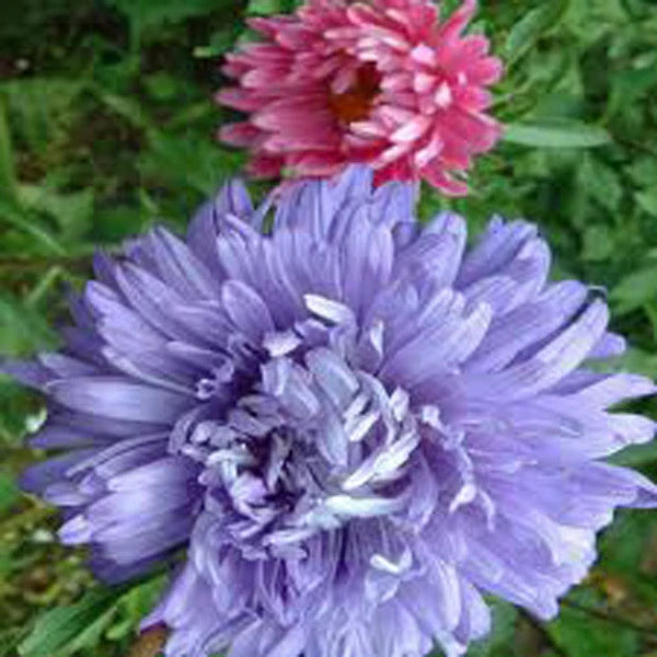 Aster Seeds - 25+ Seeds - Giants of California - Vivid Bright Blooms - Aster spp.