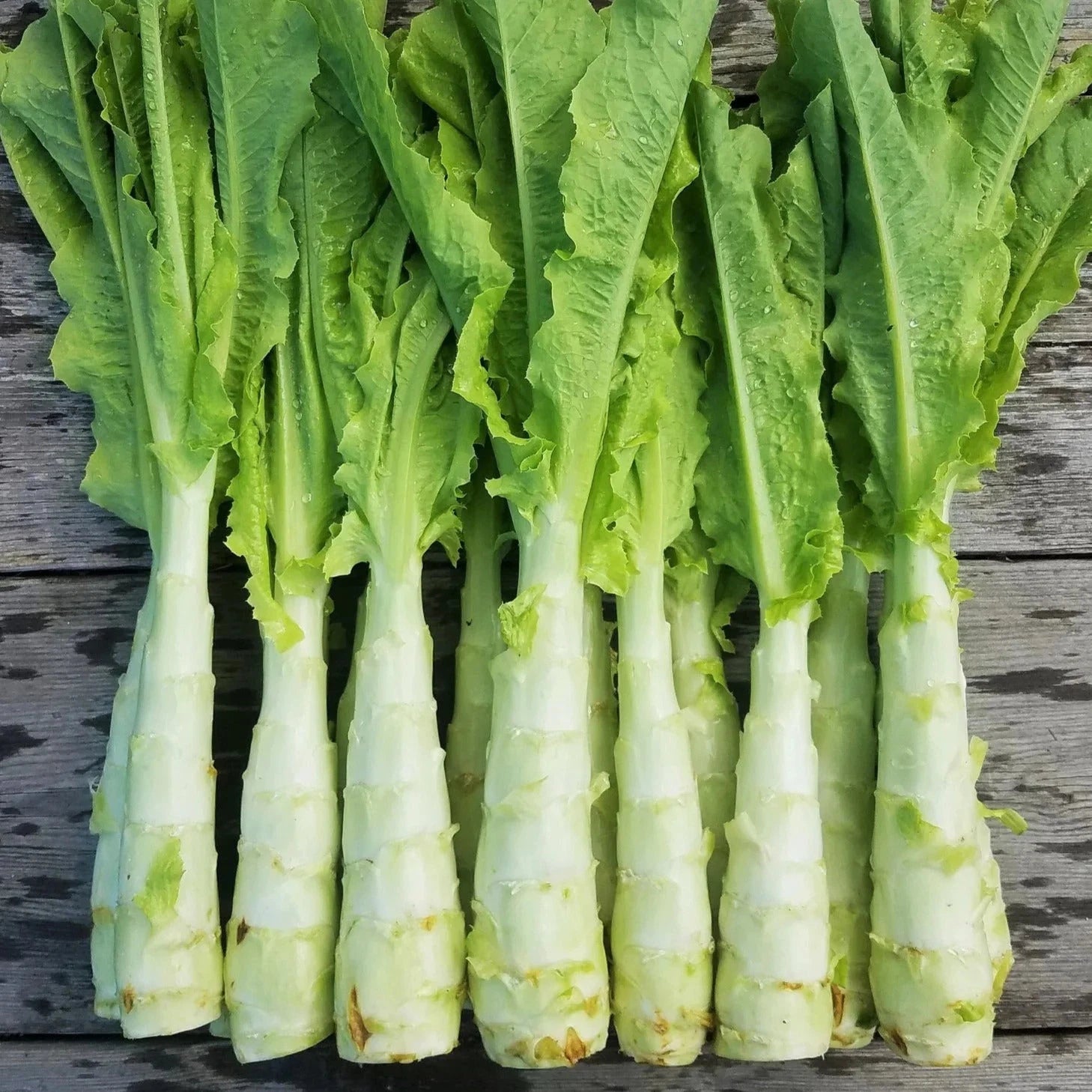 Celtuce Seeds - Summer 38 Variety for 2025 Planting - Slow Growing Stem Lettuce - Lactuca sativa