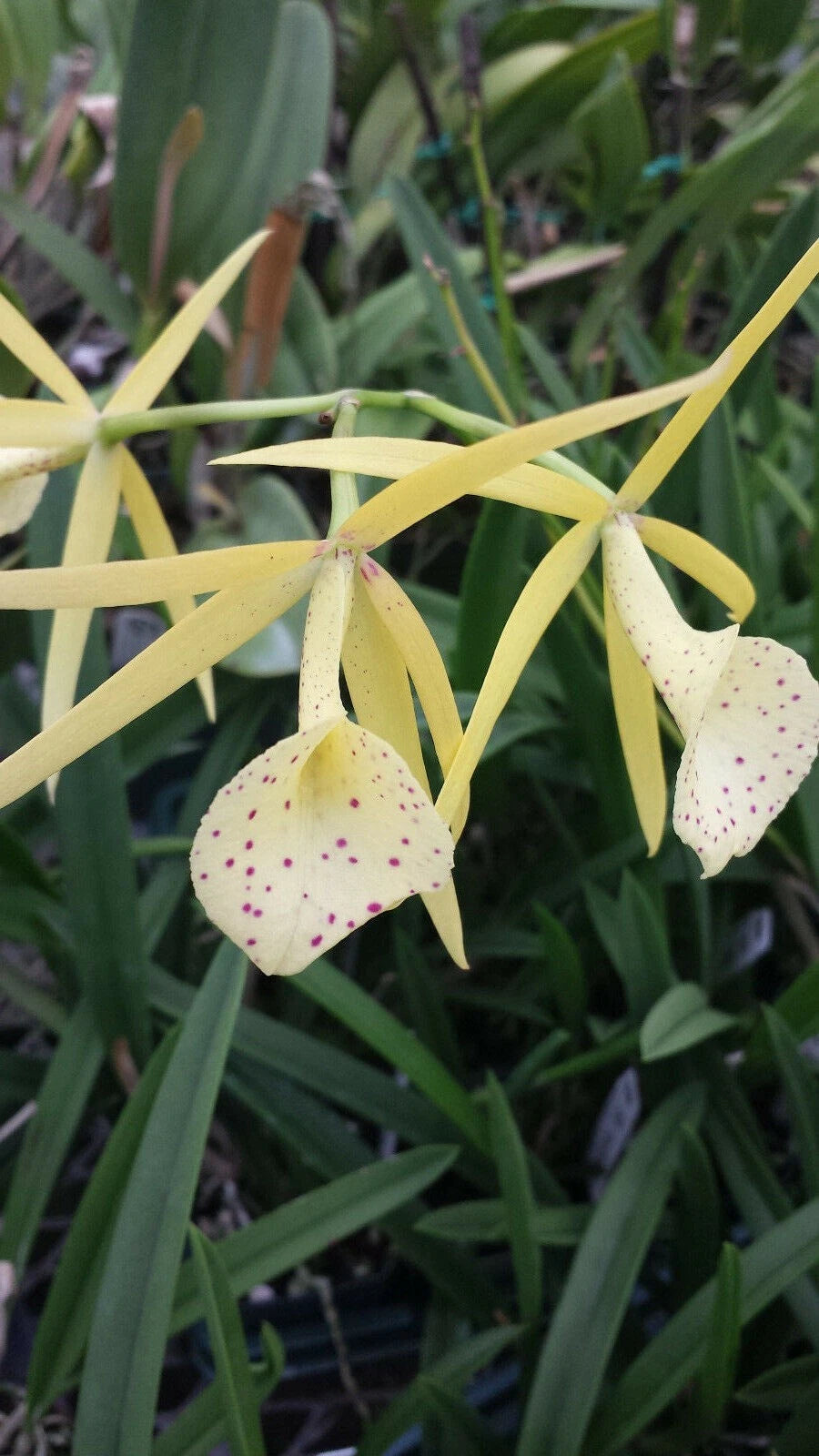 Brassavola Yellow Bird Orchid Plant - Mad Happenings Tropical Variety - Exotic Houseplant for Indoor Gardening