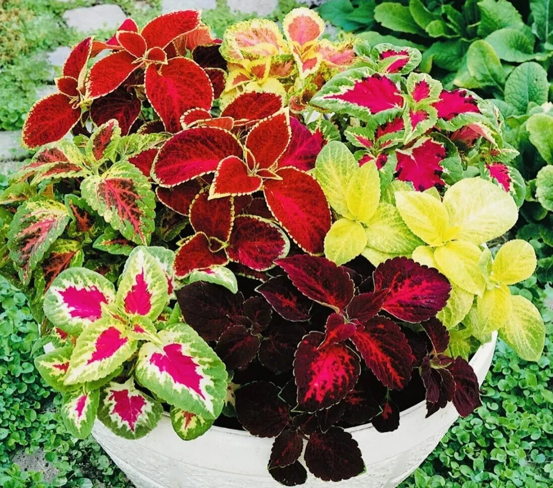 Coleus Rainbow Mix Flower Seeds | Non-GMO | Fresh Harvest | Colorful Varieties | Solenostemon scutellarioides