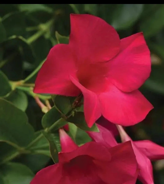 Mandevilla Tourmaline Fuchsia Live Plant Plugs - Garden DIY Planters - Flowering Vines for Outdoor Decor