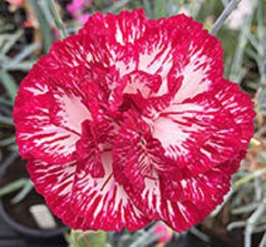 Audrey Robinson Carnation Seeds - 100 Pack, Dianthus Flowers, Perennial Flower Seeds
