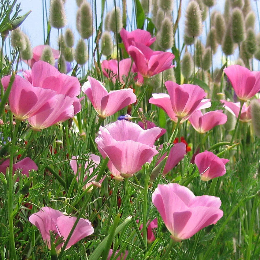 California Poppy Seeds - Purple Gleam Lavender Pink Flower Seeds - Annual Wildflower Seeds for 2025