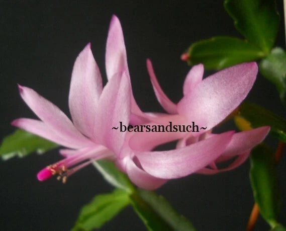 Schlumbergera Starter Plant - Exotica Agnetha - Christmas Cactus - Indoor Houseplant