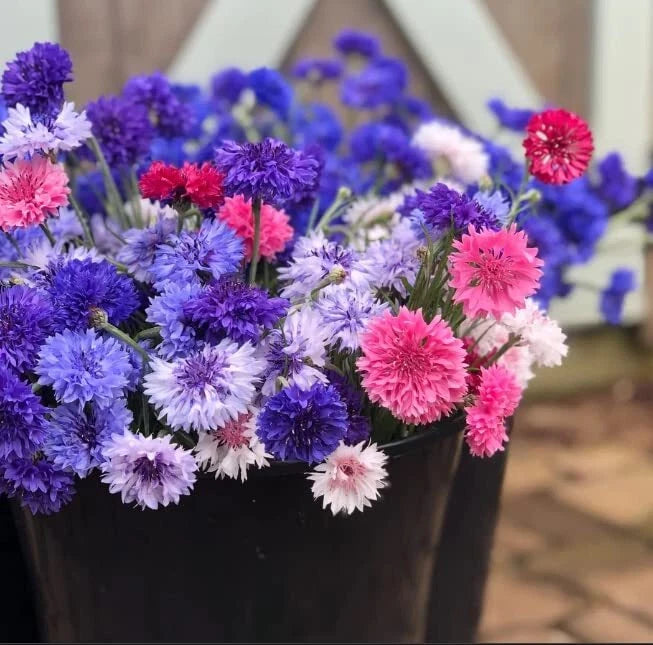 Bachelor Button Seeds - Polka Dot Variety - Heirloom Non-GMO - Centaurea cyanus - USA Grown - Flower Seeds for Planting