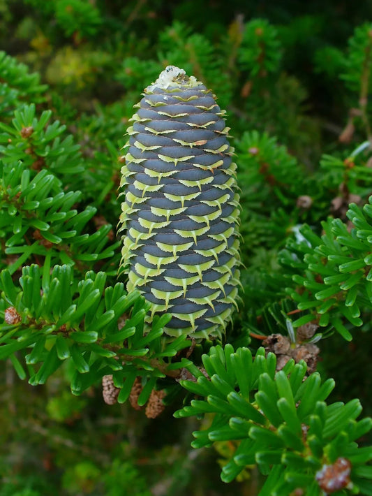 Korean Fir Seeds, 20 Count, Abies koreana, Coniferous Tree, Evergreen, Cold Hardy, Ideal for Gardens and Landscapes