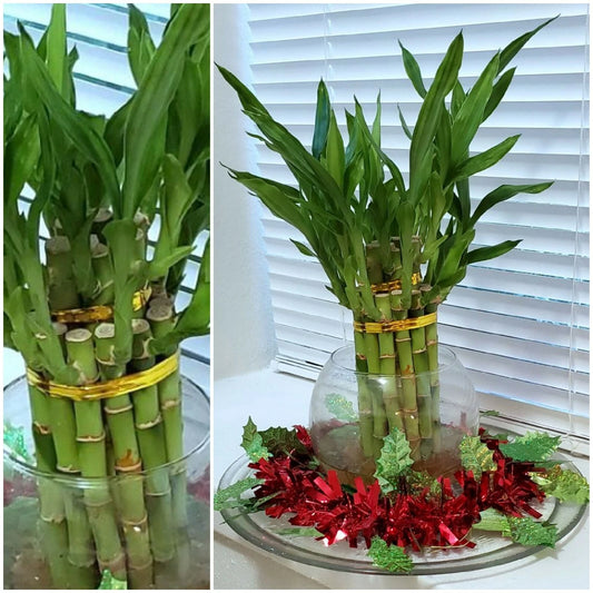 8" Lucky Bamboo Plant - 6 Healthy Stalks, Feng Shui Water Plant, Perfect Gift - Dracaena sanderiana