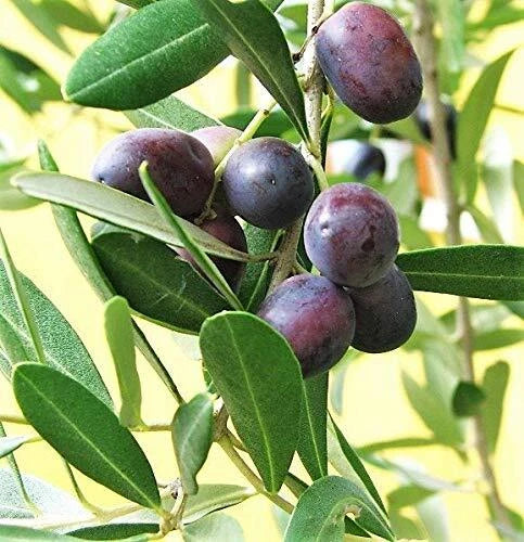 10 CANINO Olive Trees - Olea Europaea - Edible European Common Green & Black Fruit - Ideal for Gardens and Landscapes
