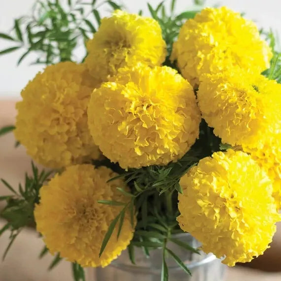 Mary Helen Marigold Seeds - 25+ Pack for Garden Planting - Tagetes erecta - USA Grown, Free Shipping