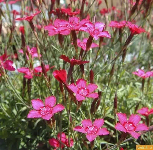 500 Seeds - Maiden Pinks Perennial Flower - Dianthus deltoides - GroCo USA - Buy Any 15 Ships Free