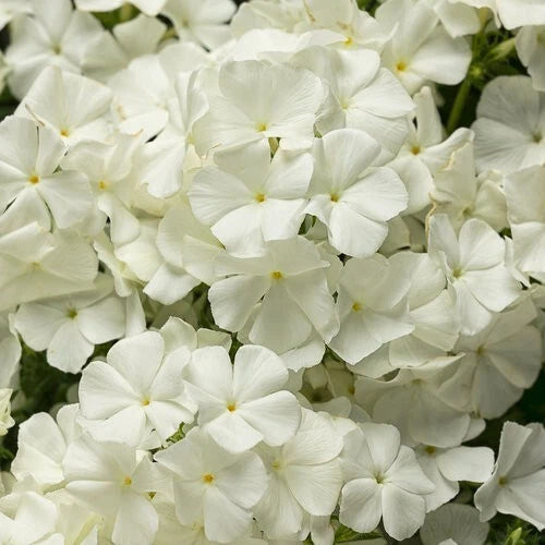 50 Intense White Phlox Seeds | Perennial Flower Seeds | Butterfly Attracting | Phlox paniculata