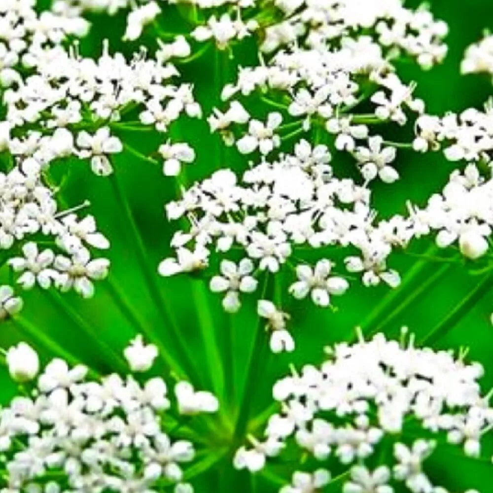 Anise Seeds - NON-GMO Heirloom - Fresh Garden Seeds - Pimpinella anisum