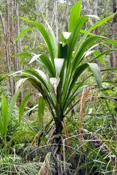 30 Forest Cabbage Palm Tree Seeds - Cordyline banksii - Tropical Planting Seeds for Gardens and Landscapes