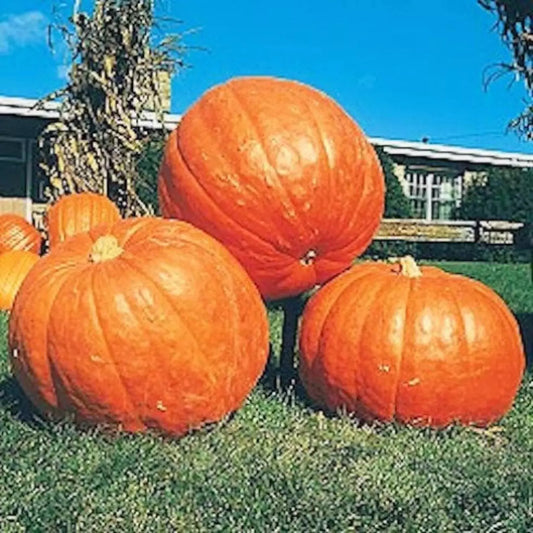Big Max Pumpkin Seeds - 25 Count - Giant Prize Winning - Non-GMO Heirloom - Fresh Gardening Seeds