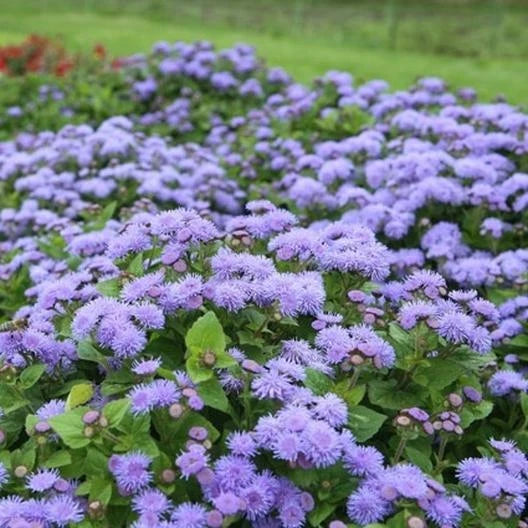Ageratum Dondo Blue Seeds - 500 Non-GMO Floss Flower Seeds for Monarch Butterflies