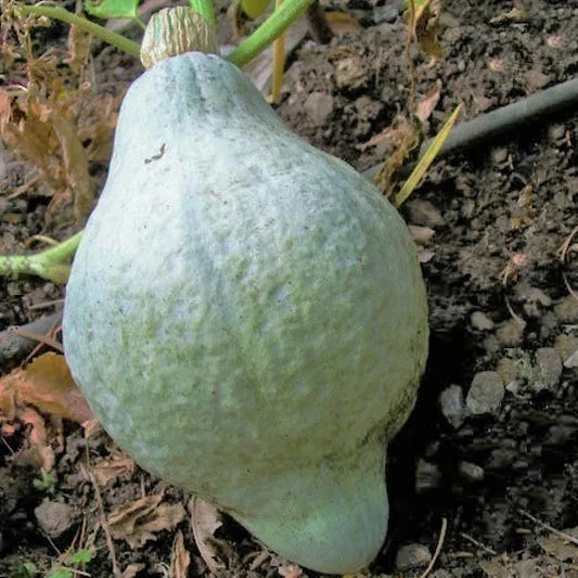 Blue Hubbard Squash Seeds - Winter Squash Variety, Gray Blue Color, USA Grown, Perfect for 2025 Planting