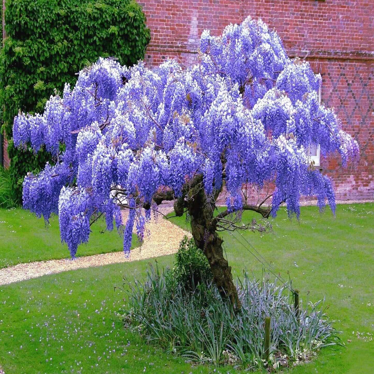 Chinese Blue Wisteria Seeds - 5 Fast Climbing Flowering Vine - Hardy Plant (Wisteria sinensis)
