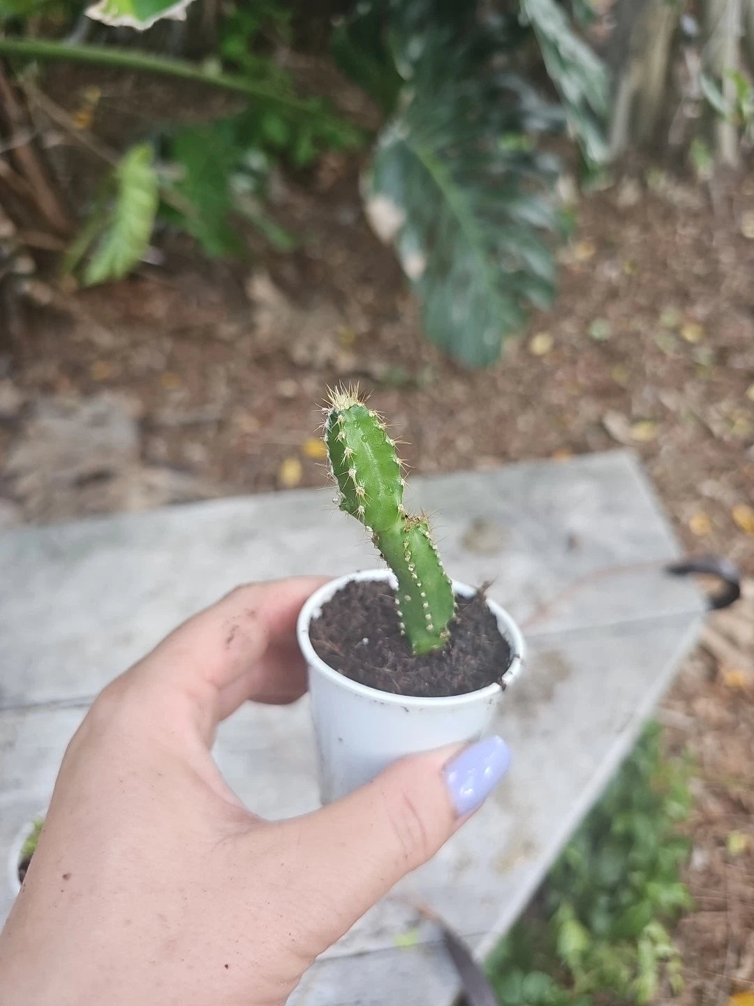 Baby Fairy Castle Cactus 2.5" Pot Acanthocereus Tetragonus Free Shipping
