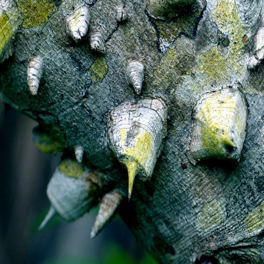 20 Hercules Club Tree Seeds | Prickly Ash | Rare Zanthoxylum clava-herculis | Fast Growing