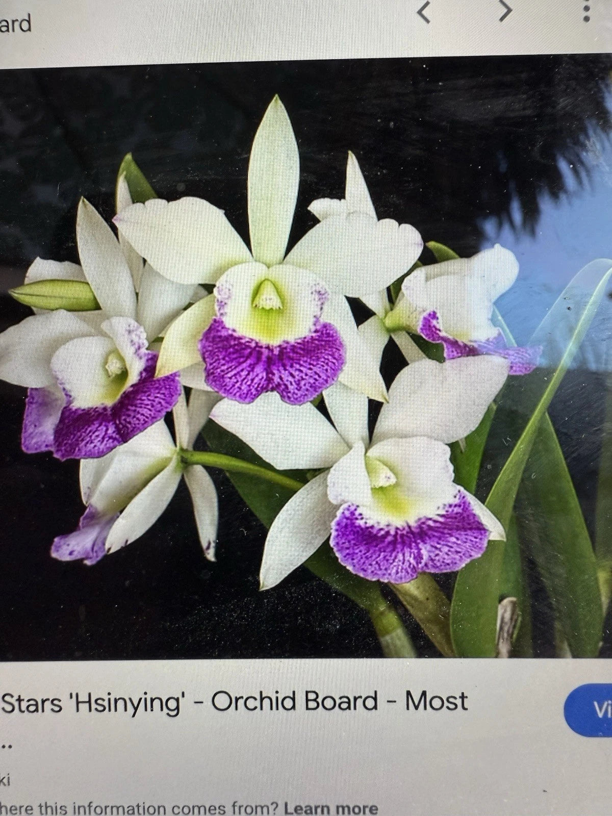 Cattleya Orchid Plant 2 Stem Bare Root Hawaiian Stars (As Is) - Unique Tropical Flowering Orchid