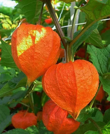 Chinese Lantern Plant - Dried Orange-Red Lanterns - Physalis - EZ Grower Decorative Arrangements