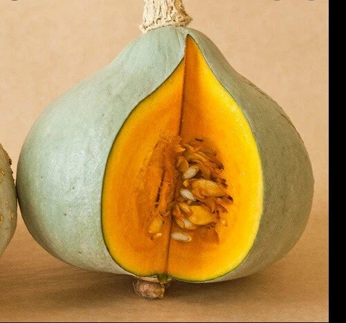 Blue Hubbard Winter Squash Seeds - 10 to 400 Seeds - New England Heirloom Variety (Cucurbita maxima)