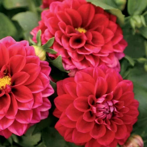 Midi Dahlia Seeds - 25 Perennial Flower Seeds - Colorful Bloom - Dahlia spp. - US Seller