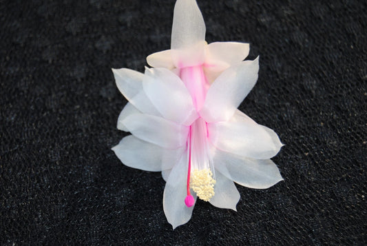 Christmas Cactus Starter Plant - Small Healthy Schlumbergera Truncata - Perfect for Home Decor and Gifts