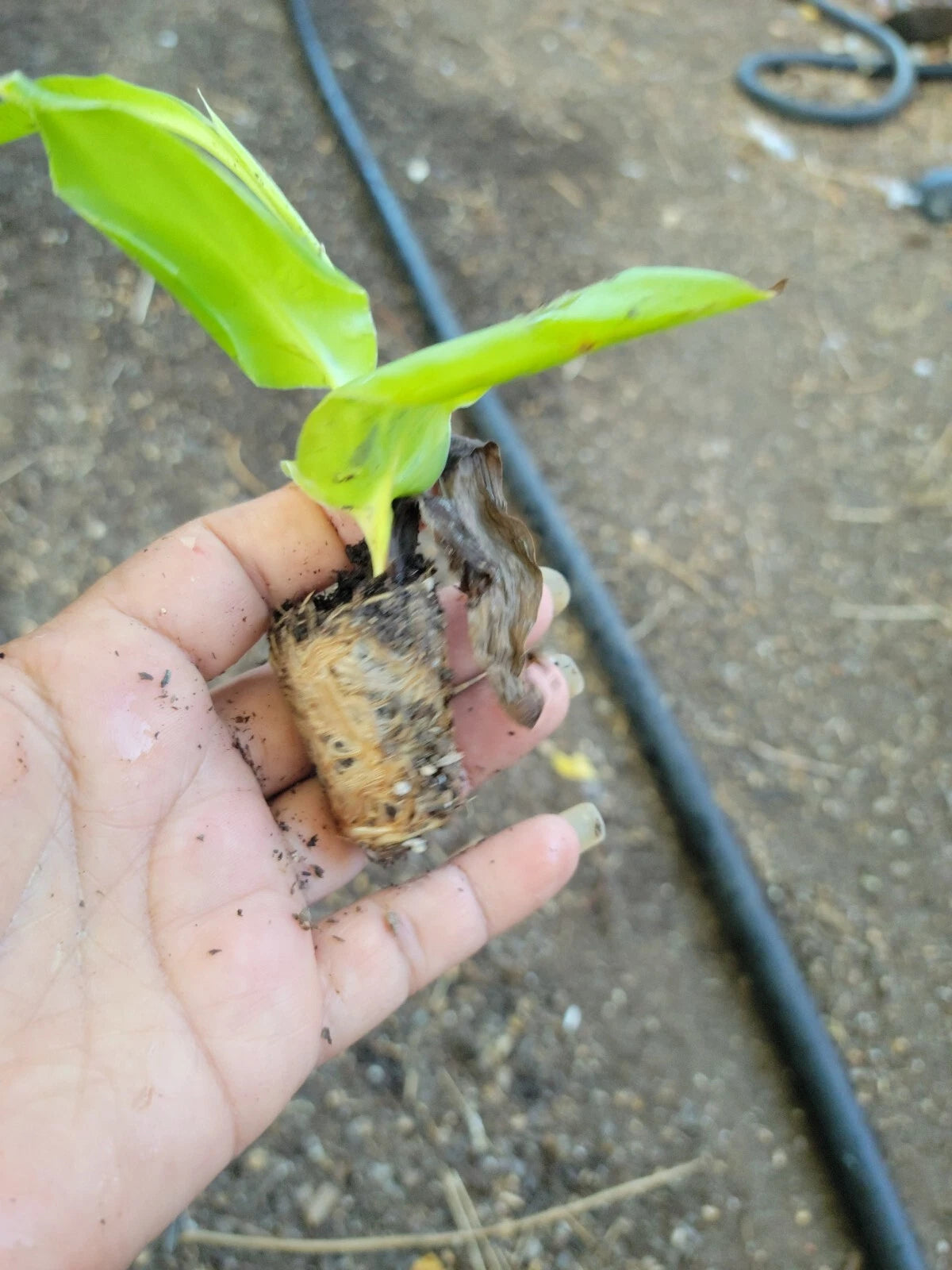 Canna Cannova Scarlet Live Plant Plugs - Set of 3 - Garden Patio DIY Planter