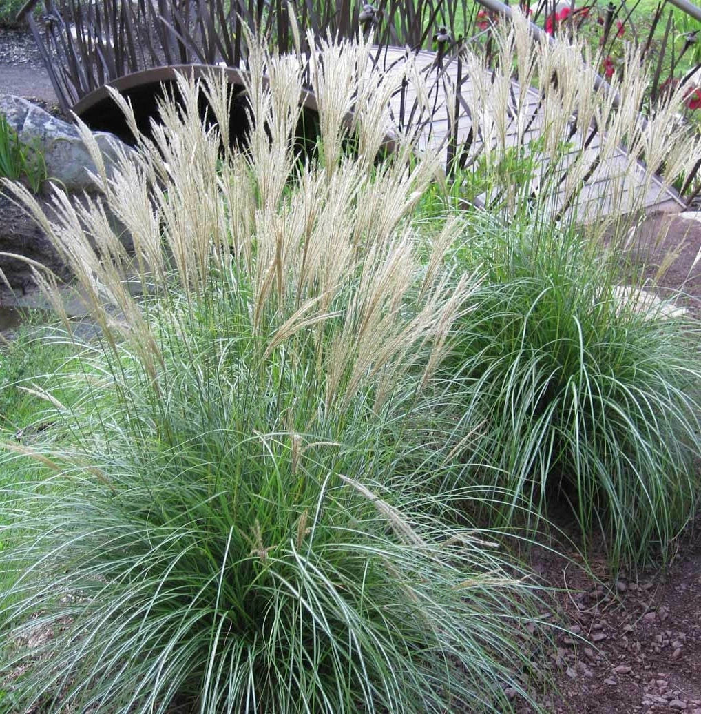 Large Adagio Maiden Grass Plant Clump - LIVE 3+ Year Fully Rooted Perennial (Miscanthus sinensis 'Adagio')