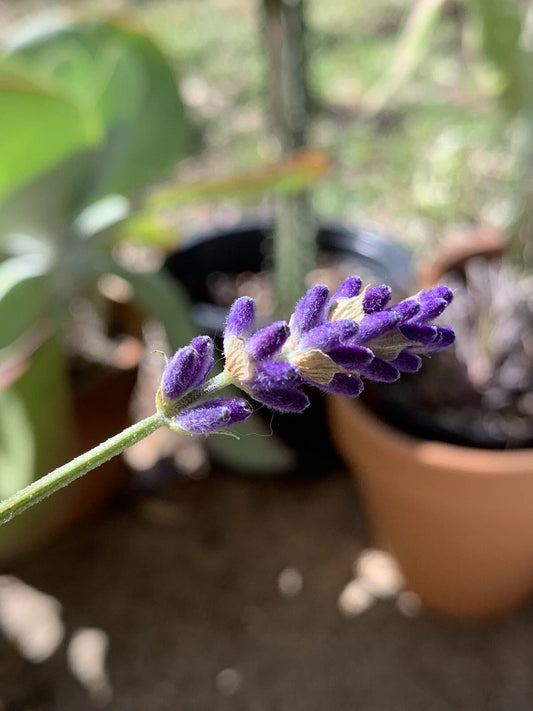 300+ English Lavender Seeds, Heirloom Organic Non-GMO Herb for USA Gardens, Fragrant Flower (Lavandula angustifolia)