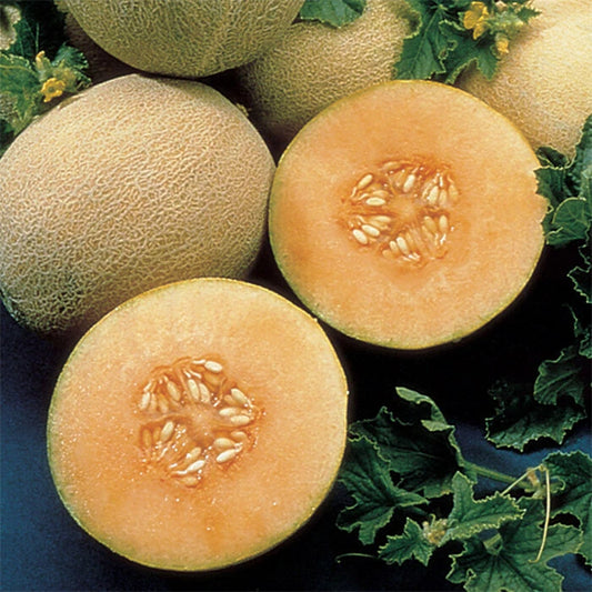 Cantaloupe Seeds - Ambrosia Variety - Fresh, Non-GMO, Heirloom Seeds - Cucumis melo
