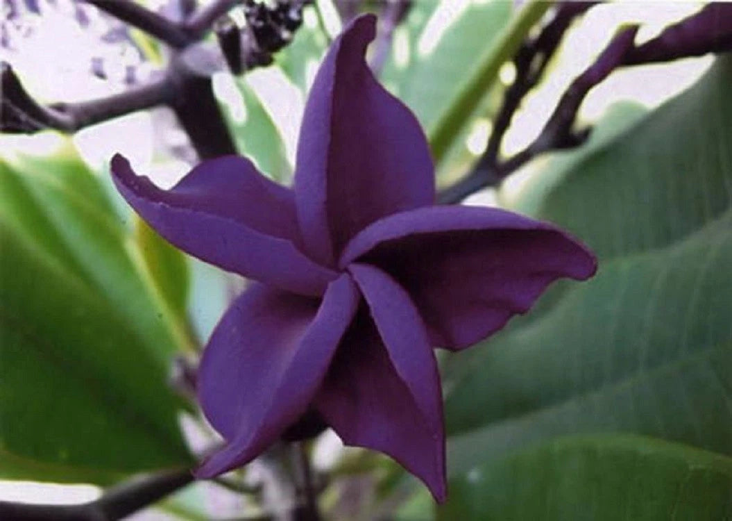 Dark Purple Plumeria Seeds - 5 Perennial Flower Lei Plants - Frangipani (Plumeria)