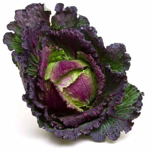 January King Cabbage Seeds - 500+ Count - Heirloom Variety - Brassica oleracea - Ideal for Home Garden Planting