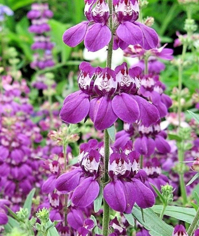 500+ Chinese Houses Flower Seeds - Native Wildflower for Summer Garden, Patio & Container - Collinsia heterophylla