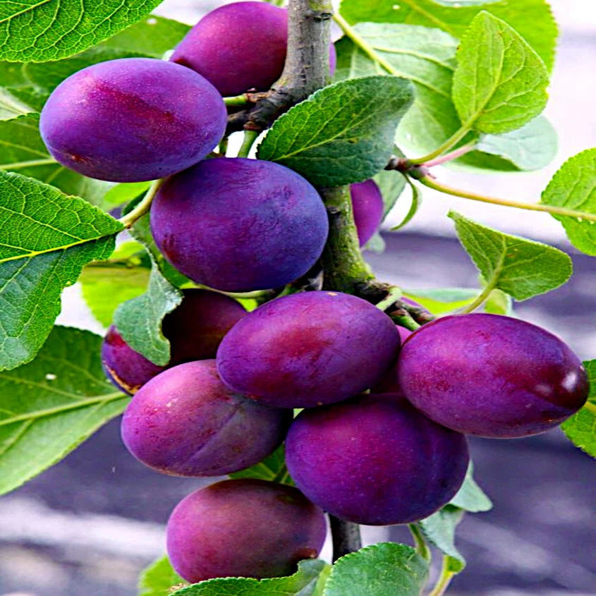 American Plum Tree Seeds - Fast Growing Fruit & Flower Plant - Prunus americana - Hardy Zone 3