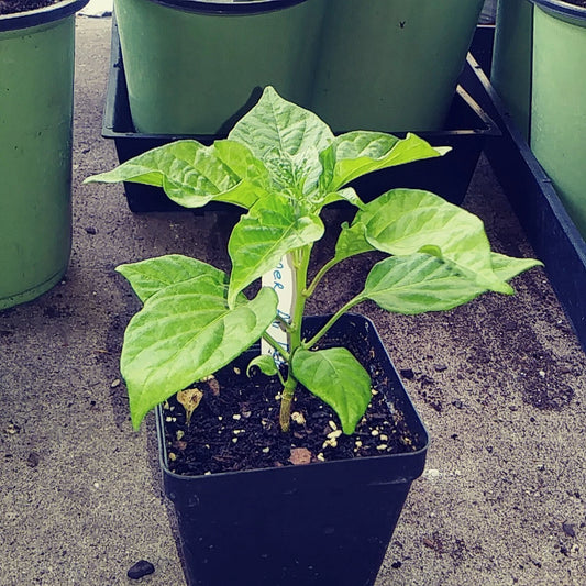 4'' AJI' DULCE Pepper Plant - Well-Rooted Sweet Chili Pepper, Live Plant (Capsicum baccatum)