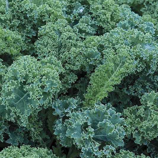 Blue Curled Scotch Kale Seeds - 300+ Non-GMO Seeds - Brassica oleracea var. sabellica