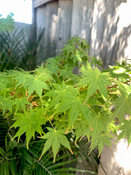 Japanese Maple Cuttings - 5 Green Stem Cuttings - Acer palmatum