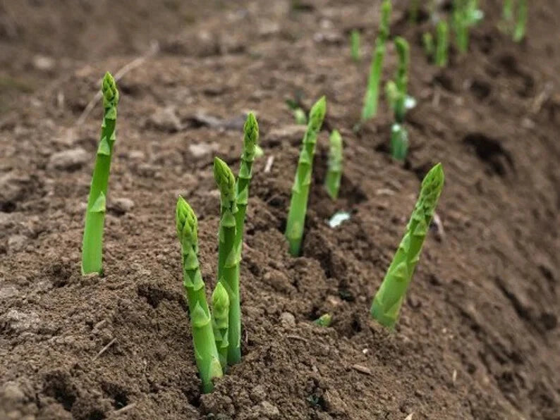 Mary Washington Asparagus Seeds - 100 Organic Seeds - USA Grown - Heirloom Variety - Asparagus officinalis