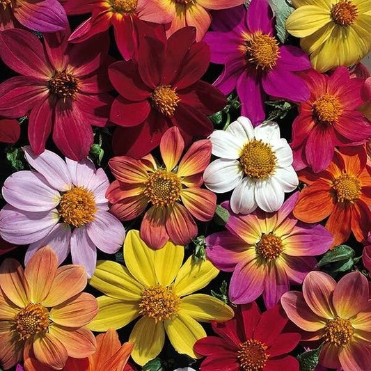 25 Victorian Mix Dahlia Seeds - Perennial Flowering Bloom - Dahlia variabilis