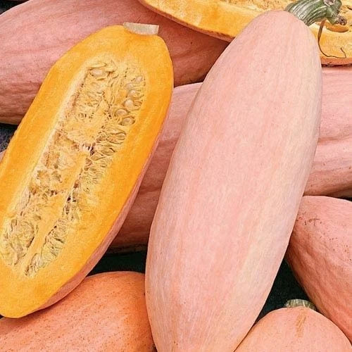 Jumbo Pink Banana Squash Seeds | Heirloom Non-GMO | Cucurbita maxima | Organic Garden Planting