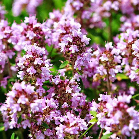 2000 Wild Thyme Seeds - Creeping Thyme - Lemon Thyme (Thymus pulegioides) - Non-GMO Herb Garden Starter