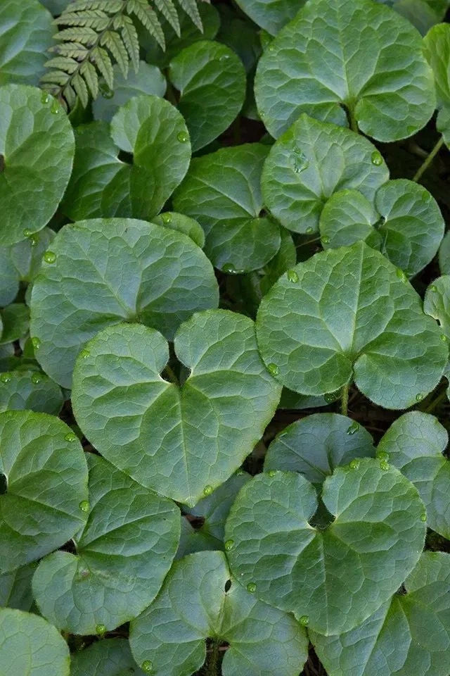 Wild Ginger Bare-root Plant | Asarum canadense | Heart-shaped Leaves | Deer Resistant Ground Cover | Shade Tolerant