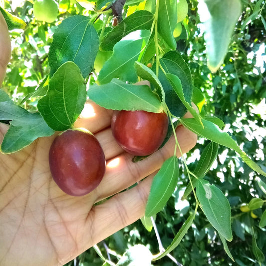 Autumn Beauty Jujube Tree Cutting 8" Thin for Grafting Scion Wood - Ziziphus jujuba
